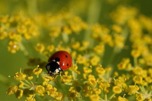 ¿Dónde viven las mariquitas? - Hábitat de las mariquitas