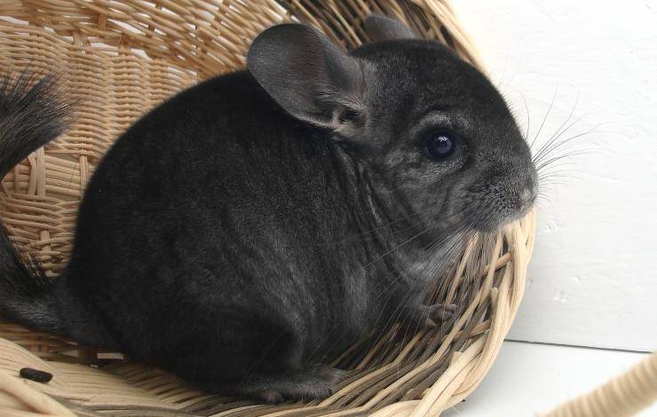 chinchilla