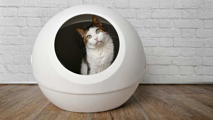 al gato le gusta la caja de arena autolimpiante