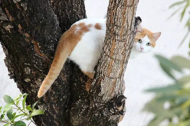 Cómo Sacar Un Gato De Un árbol ▷➡️ Parada Creativa ▷➡️
