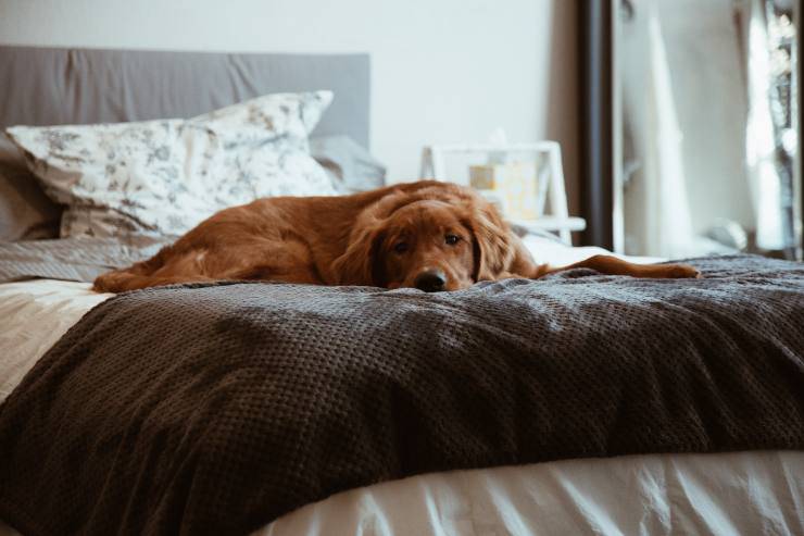 ¿Qué hace el perro cuando el amo no está? ¿Qué hace el perro cuando el amo no está?