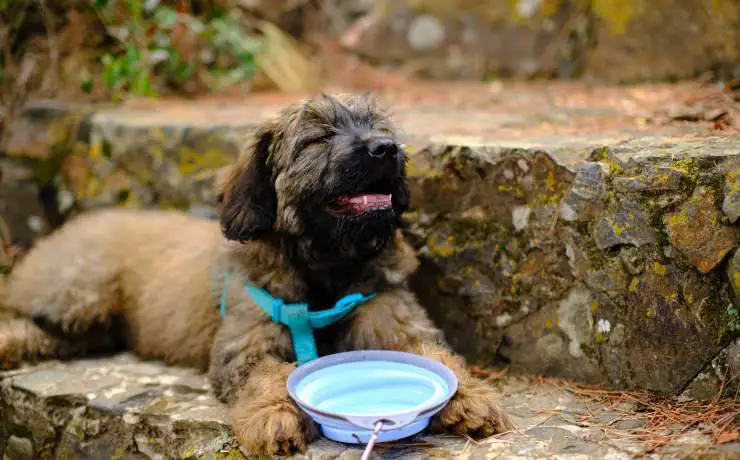 cachorro pastor catalán