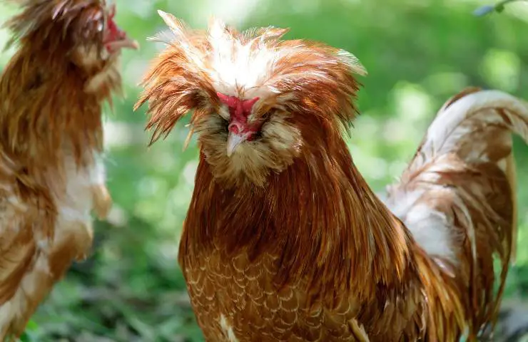 gallina paduana