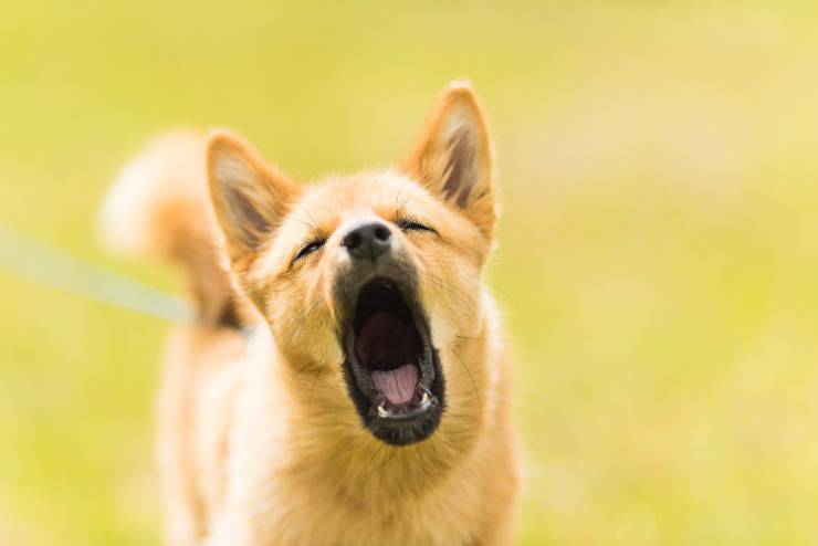 El perro molesta a los vecinos. El perro molesta a los vecinos.
