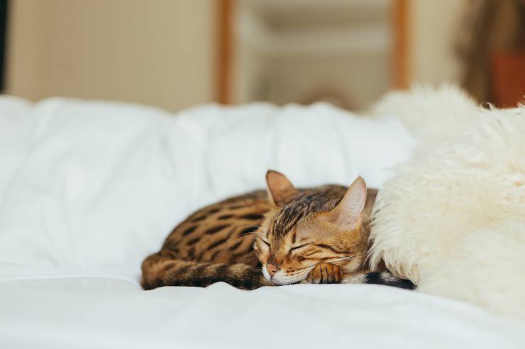 El gato duerme con las orejas erguidas El gato duerme con las orejas erguidas