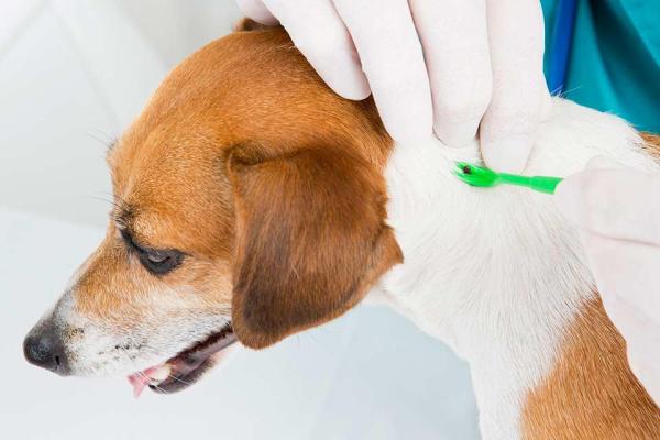 Cómo eliminar las garrapatas en casa - Productos para eliminar las garrapatas en perros