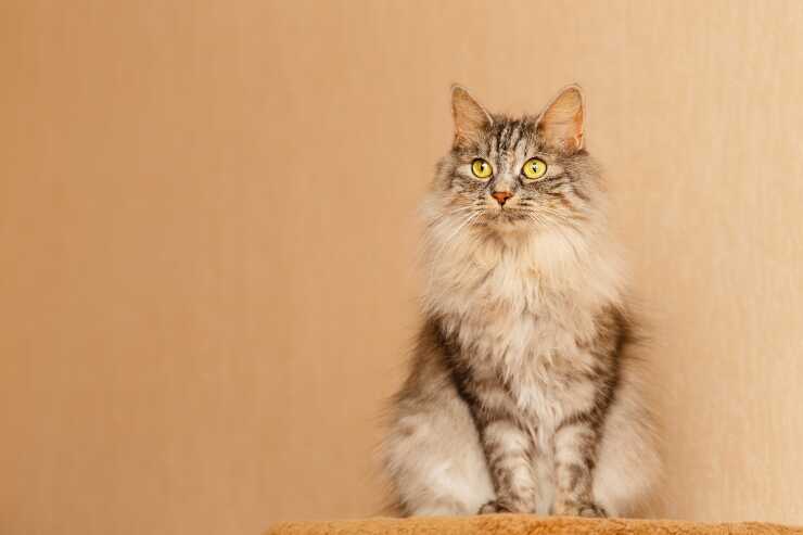 Bobtail de Carelia enfermedades comunes