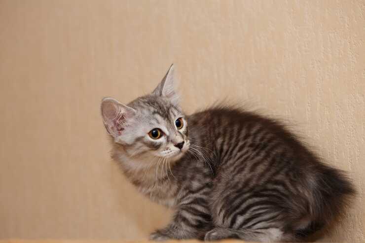 Bobtail de Carelia enfermedades comunes