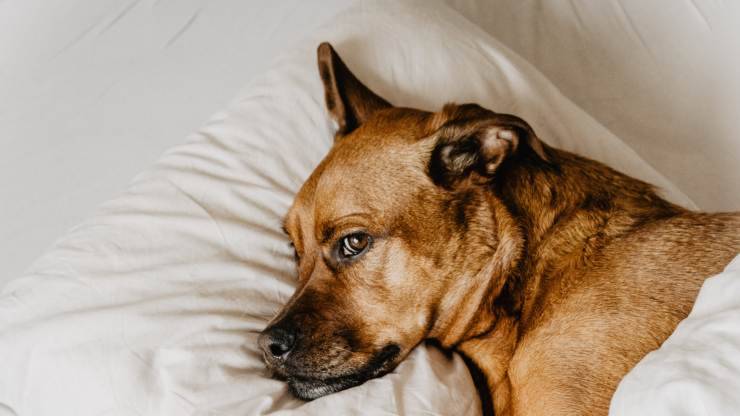 perro duerme con los ojos abiertos