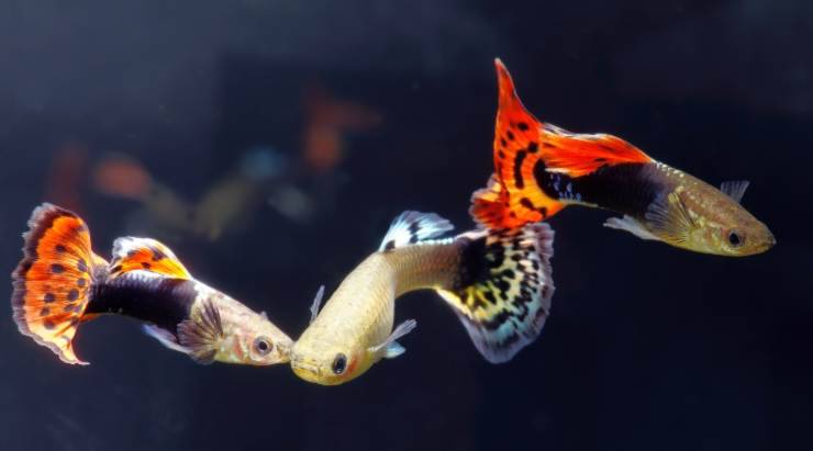 guppy
