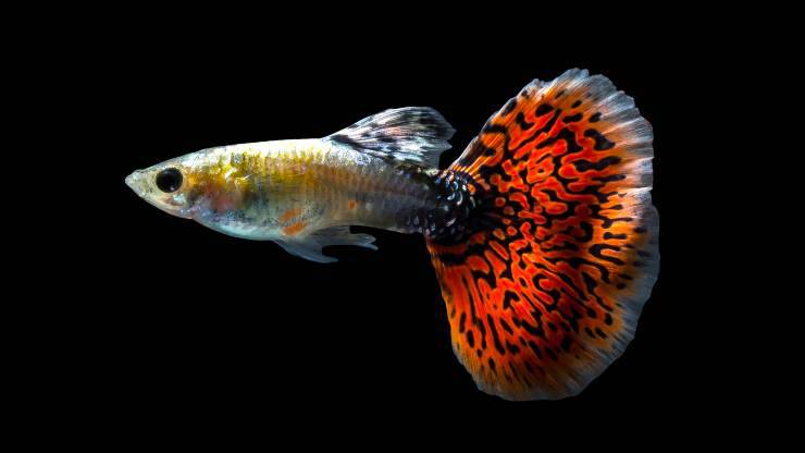 ojos negros guppy