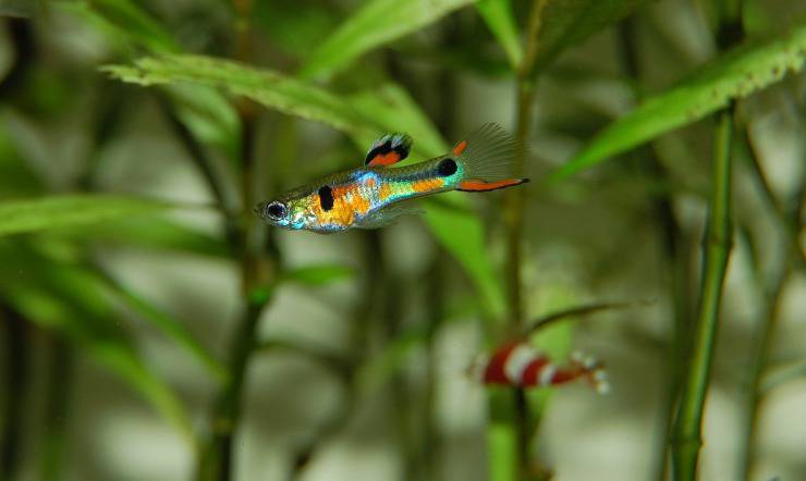 guppy