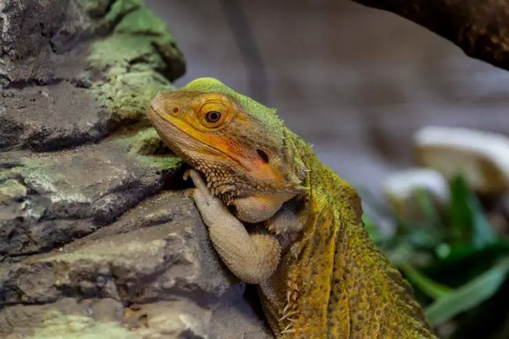 Dragon barbudo