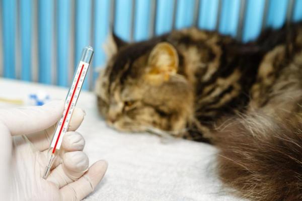 Mi gato es apático: causas y qué hacer - Cómo saber si mi gato está enfermo