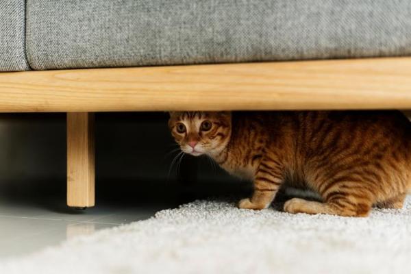 Mi gato es apático: causas y qué hacer