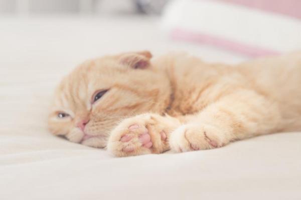 Mi gato es apático: causas y qué hacer