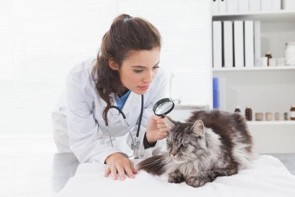 Mi gato es apático: causas y qué hacer