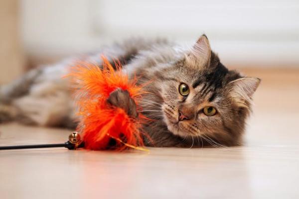 Mi gato está letárgico: causas y qué hacer - Qué hacer si mi gato está letárgico