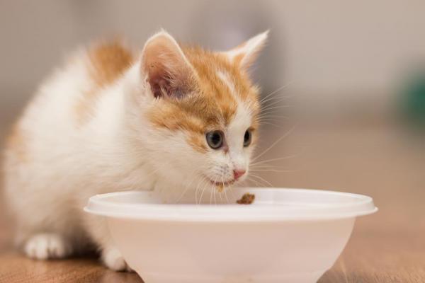 Qué alimentar a un gatito de 1 mes - Cómo alimentar a un gatito de 1 mes