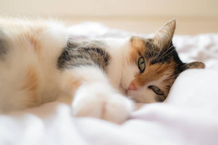 Cómo deshacerse de la orina de gato