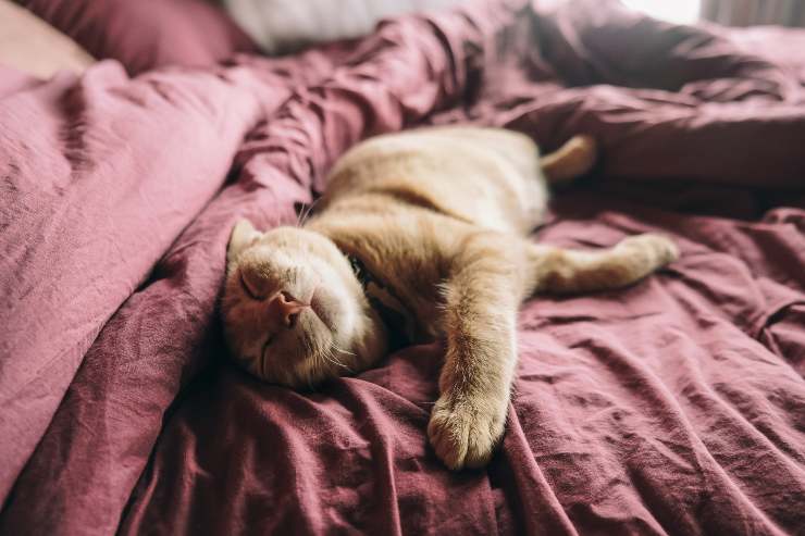 La orina del gato en la cama.