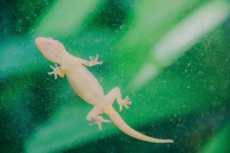 Cómo mantener alejados a los reptiles