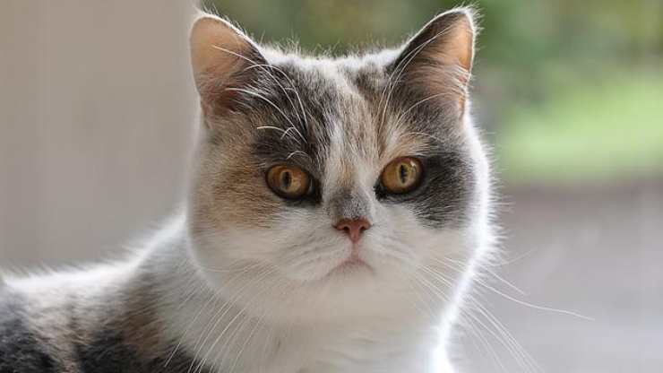 aceite de coco gato