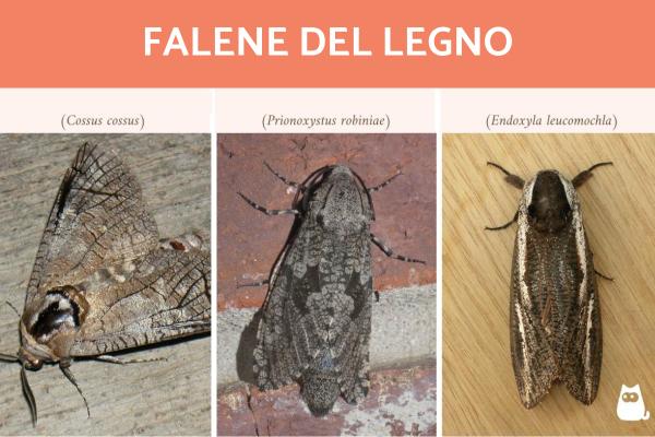 Tipos de polillas: Características y curiosidades - Tipos de polillas de la madera