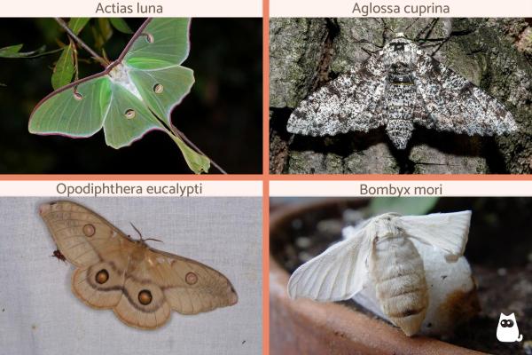 Tipos de polillas: Características y curiosidades - Otros tipos de polillas