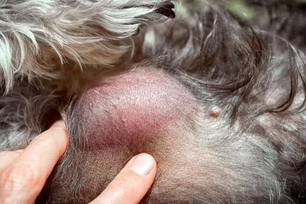 Bultos en perros - Causas y tratamiento - Tipos de bultos en perros