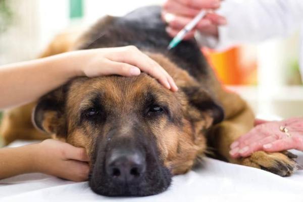 Golpes en perros - Causas y tratamiento - Causas de golpes en perros