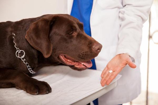 Bultos en perros - Causas y tratamiento - Tratamiento para bultos en perros