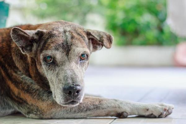 Bultos en perros - Causas y tratamiento - Bultos en perros mayores