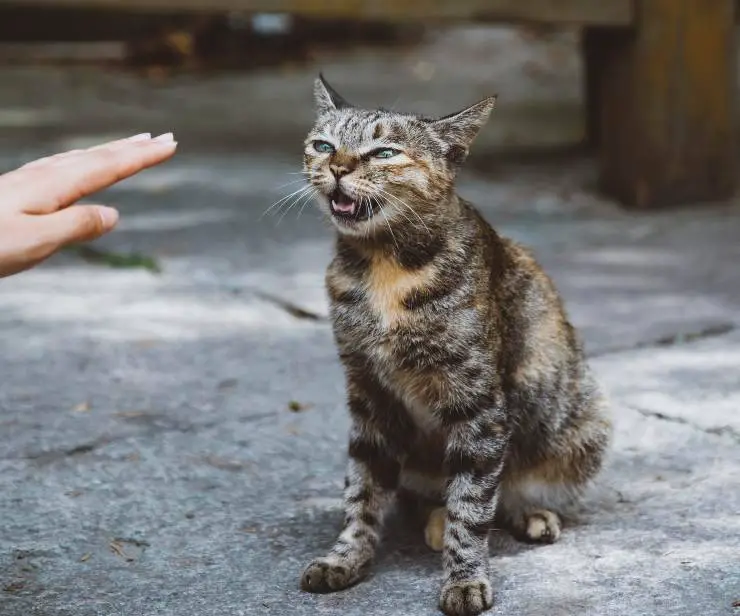 Recibe el respeto del gato.