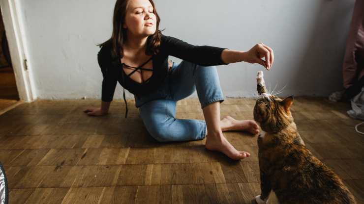 enseñar al gato a girar