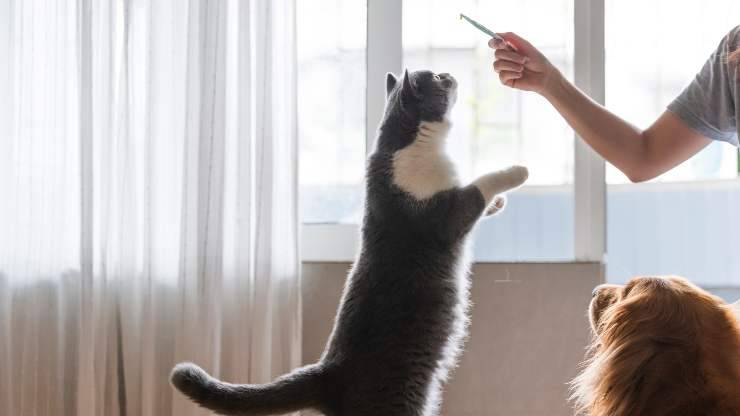 Cómo entrenar a tu gato con clicker