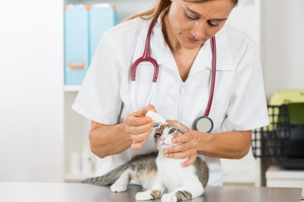 Cómo curar una infección de ojo de gato - Tratamientos para infecciones de ojo de gato