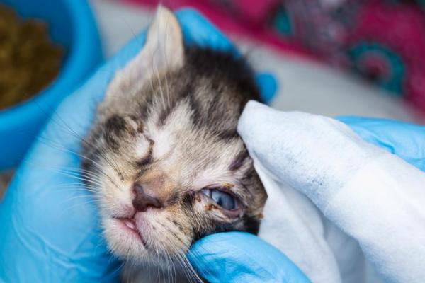 Cómo tratar la infección ocular de un gato - Cómo tratar la infección ocular de un gatito