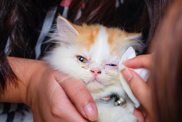 Cómo curar una infección de ojo de gato - Cómo limpiar los ojos de tu gato