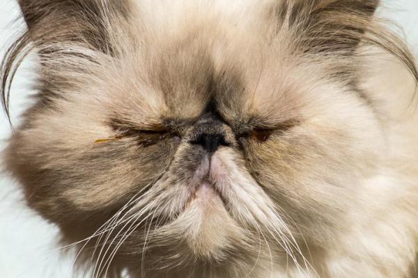 Cómo curar una infección del ojo de gato - Enfermedad del ojo de gato