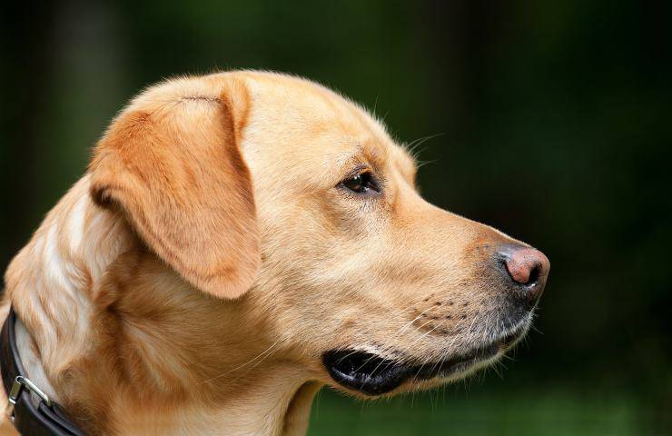 labrador disfruta desenrollando papel higiénico