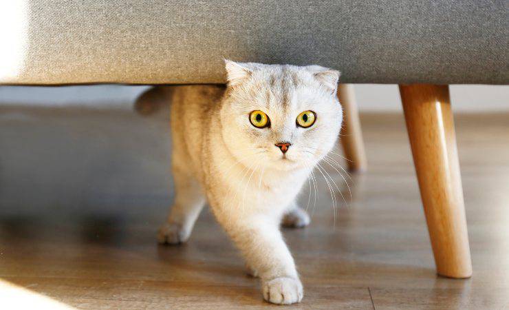 el gato corre