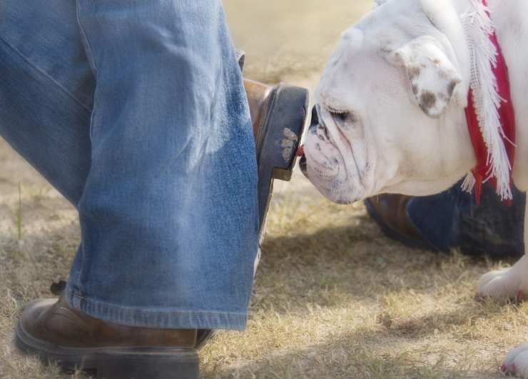 Cómo limpiar la caca de perro de los zapatos