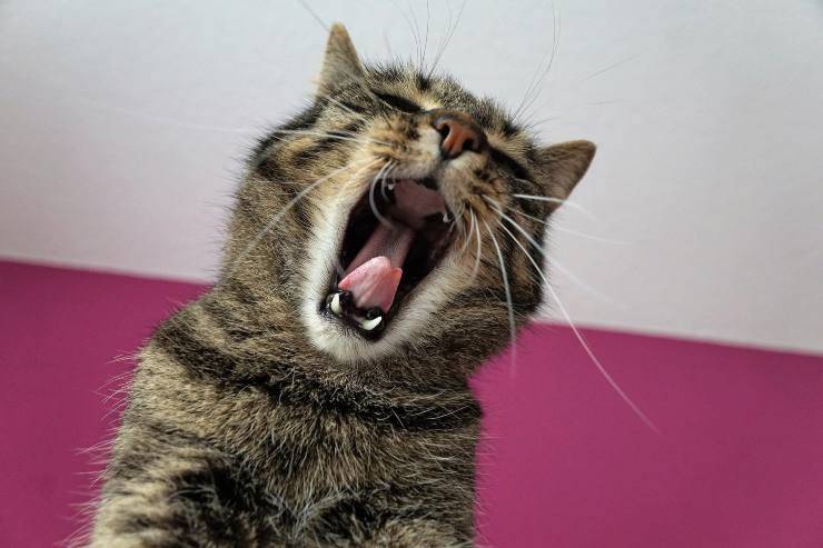 La salud del felino