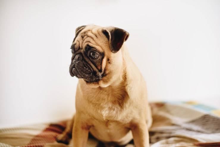 Razas de perros que se deprimen