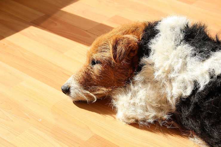 Razas de peludos que se deprimen