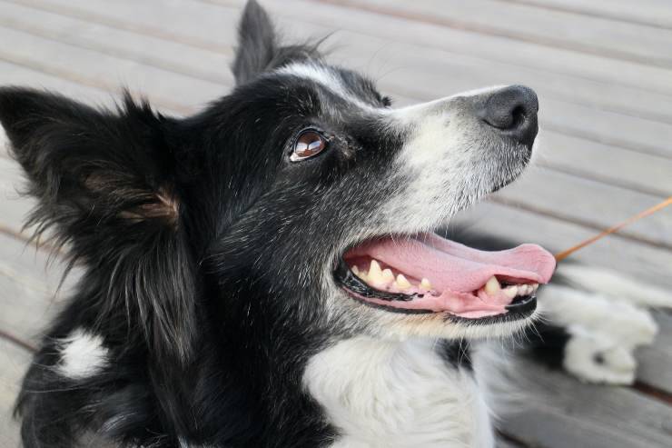 Fido necesita a su amo