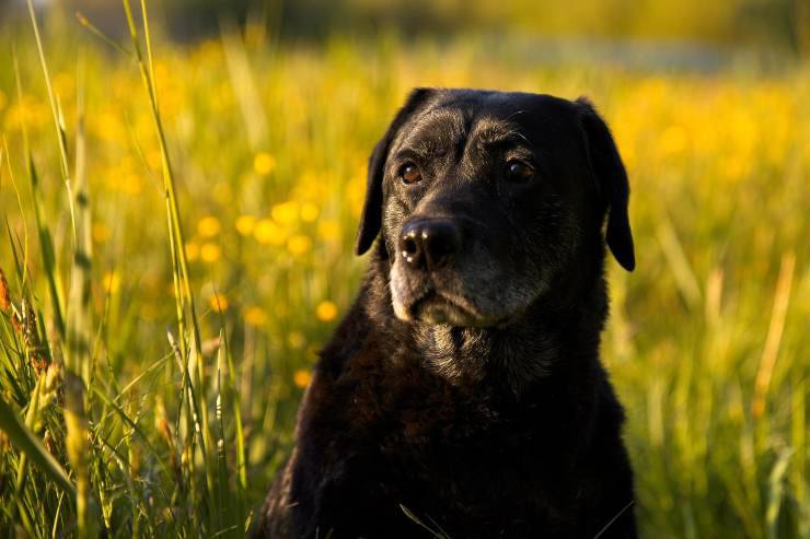 El perro inmerso en la naturaleza.