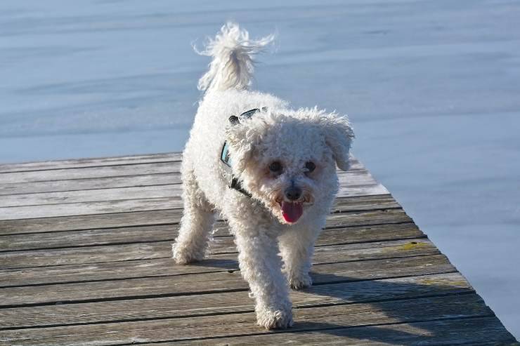 El perrito en el lago