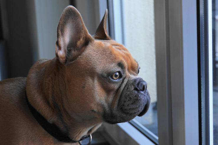amigo peludo en la ventana